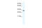 Transcription Elongation Factor A1 antibody, 28-623, ProSci, Western Blot image 