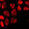 N-Myristoyltransferase 2 antibody, orb412532, Biorbyt, Immunocytochemistry image 