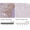 Mucolipin 3 antibody, NBP1-83791, Novus Biologicals, Immunohistochemistry paraffin image 