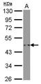 Beta-Actin antibody, GTX629630, GeneTex, Western Blot image 