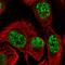 TBC1 Domain Family Member 12 antibody, HPA038277, Atlas Antibodies, Immunofluorescence image 