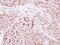 TFIIIC90 antibody, NBP2-16763, Novus Biologicals, Immunohistochemistry frozen image 