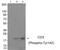 CD247 Molecule antibody, 79-785, ProSci, Western Blot image 