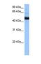 Phosphatidylinositol Glycan Anchor Biosynthesis Class K antibody, NBP1-69262, Novus Biologicals, Western Blot image 