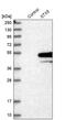 Syntaxin 5 antibody, PA5-51565, Invitrogen Antibodies, Western Blot image 