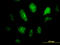 Chorion-specific transcription factor GCMa antibody, LS-C133552, Lifespan Biosciences, Immunofluorescence image 