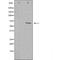 Ankyrin Repeat Domain 30A antibody, orb225989, Biorbyt, Western Blot image 