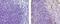 CD11C antibody, 13-9761-82, Invitrogen Antibodies, Immunohistochemistry paraffin image 
