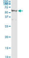 Ras Association Domain Family Member 8 antibody, LS-C133684, Lifespan Biosciences, Immunoprecipitation image 