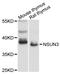 NOP2/Sun RNA Methyltransferase 3 antibody, STJ114758, St John