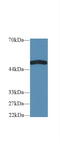 RELT TNF Receptor antibody, LS-C300034, Lifespan Biosciences, Western Blot image 