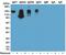 Ig kappa-b4 chain C region antibody, NBP2-62005, Novus Biologicals, Western Blot image 