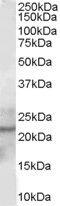 Glutathione Peroxidase 2 antibody, PA5-18397, Invitrogen Antibodies, Western Blot image 