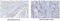 Patatin Like Phospholipase Domain Containing 2 antibody, MBS200134, MyBioSource, Immunohistochemistry frozen image 