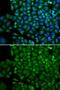 Selenium-binding protein 1 antibody, GTX55788, GeneTex, Immunocytochemistry image 