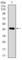 Dynein Axonemal Light Chain 4 antibody, abx015841, Abbexa, Western Blot image 