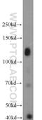 C2 Calcium Dependent Domain Containing 5 antibody, 21138-1-AP, Proteintech Group, Western Blot image 