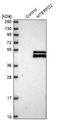 Mitochondrial Transcription Termination Factor 4 antibody, NBP1-81055, Novus Biologicals, Western Blot image 