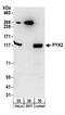 Protein Tyrosine Kinase 2 Beta antibody, A304-227A, Bethyl Labs, Western Blot image 