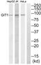 GIT ArfGAP 1 antibody, abx013865, Abbexa, Western Blot image 