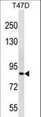 Zinc Finger Protein 43 antibody, LS-C157060, Lifespan Biosciences, Western Blot image 