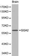 Golgi Associated, Gamma Adaptin Ear Containing, ARF Binding Protein 2 antibody, LS-C192446, Lifespan Biosciences, Western Blot image 