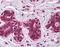 Checkpoint with forkhead and RING finger domains protein antibody, NBP1-52955, Novus Biologicals, Immunohistochemistry paraffin image 