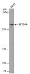SET Domain Containing 1A, Histone Lysine Methyltransferase antibody, PA5-78298, Invitrogen Antibodies, Western Blot image 