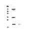 Interleukin 17B antibody, A10846-3, Boster Biological Technology, Western Blot image 