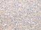 Cholinergic Receptor Muscarinic 5 antibody, PA5-51283, Invitrogen Antibodies, Immunohistochemistry frozen image 