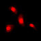 Nuclear Factor Of Activated T Cells 4 antibody, LS-C368441, Lifespan Biosciences, Immunofluorescence image 