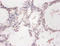 Cytochrome B5 Reductase 3 antibody, orb240009, Biorbyt, Immunohistochemistry paraffin image 