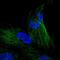 NFKB Inhibitor Interacting Ras Like 1 antibody, HPA062521, Atlas Antibodies, Immunofluorescence image 