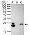 Chromobox 3 antibody, GTX117561, GeneTex, Immunoprecipitation image 