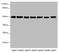 Tubulin beta antibody, A57754-100, Epigentek, Western Blot image 