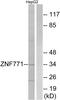 Zinc Finger Protein 771 antibody, PA5-39548, Invitrogen Antibodies, Western Blot image 