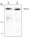 Mediator Complex Subunit 1 antibody, AF5520, R&D Systems, Western Blot image 