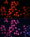 GA Binding Protein Transcription Factor Subunit Alpha antibody, 23-570, ProSci, Immunofluorescence image 