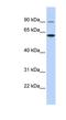 Atlastin GTPase 3 antibody, NBP1-59034, Novus Biologicals, Western Blot image 