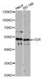 Vitamin D Receptor antibody, abx126773, Abbexa, Western Blot image 