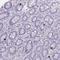 Zinc Finger Protein 43 antibody, HPA050271, Atlas Antibodies, Immunohistochemistry frozen image 