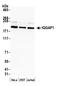 Ras GTPase-activating-like protein IQGAP1 antibody, A301-950A, Bethyl Labs, Western Blot image 