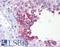 ADP-Ribosyltransferase 3 antibody, LS-B4283, Lifespan Biosciences, Immunohistochemistry frozen image 