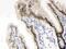 Vitamin D Receptor antibody, PB9456, Boster Biological Technology, Immunohistochemistry frozen image 