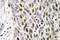 Activating Transcription Factor 1 antibody, LS-C177751, Lifespan Biosciences, Immunohistochemistry paraffin image 