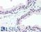 ISG15 Ubiquitin Like Modifier antibody, LS-B6673, Lifespan Biosciences, Immunohistochemistry frozen image 