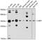 Leukocyte Associated Immunoglobulin Like Receptor 1 antibody, 13-441, ProSci, Western Blot image 