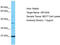 Olfactory Receptor Family 10 Subfamily G Member 9 antibody, TA332345, Origene, Western Blot image 