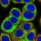 Eukaryotic Translation Initiation Factor 3 Subunit C antibody, NBP2-46741, Novus Biologicals, Immunofluorescence image 