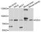 Frizzled Class Receptor 3 antibody, abx135981, Abbexa, Western Blot image 